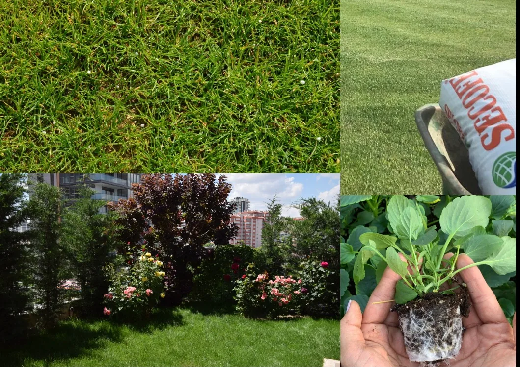 Fertilization for lawn care