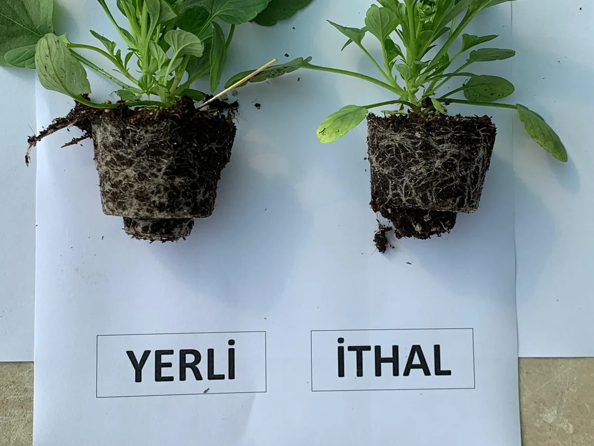 BİTKİ ODAKLI AR-GE İLE GÜBRE ÇALIŞMASI